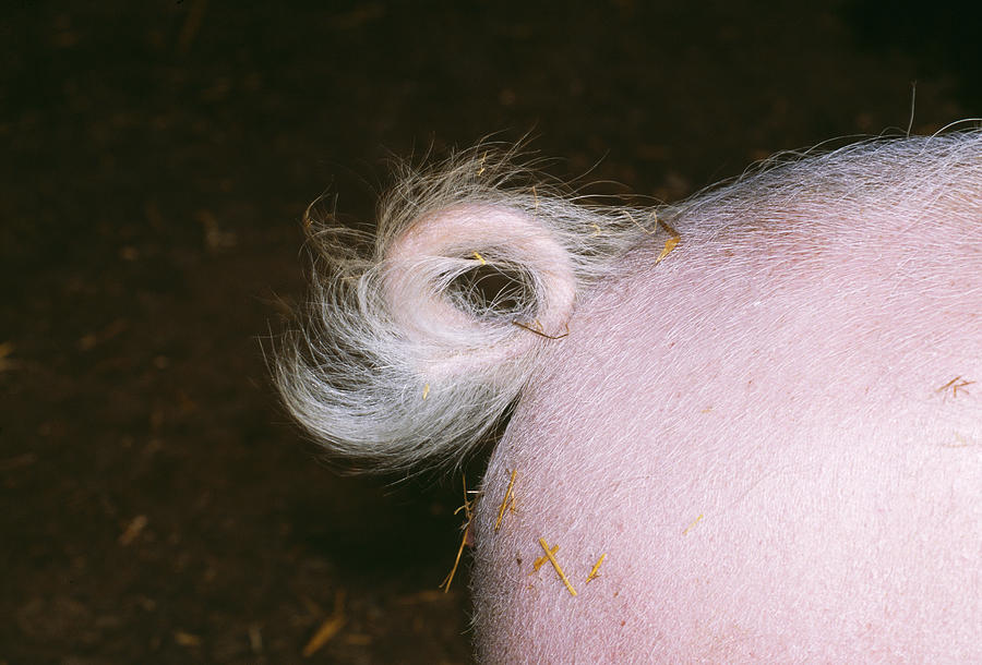 Pig Tail Photograph by John Daniels