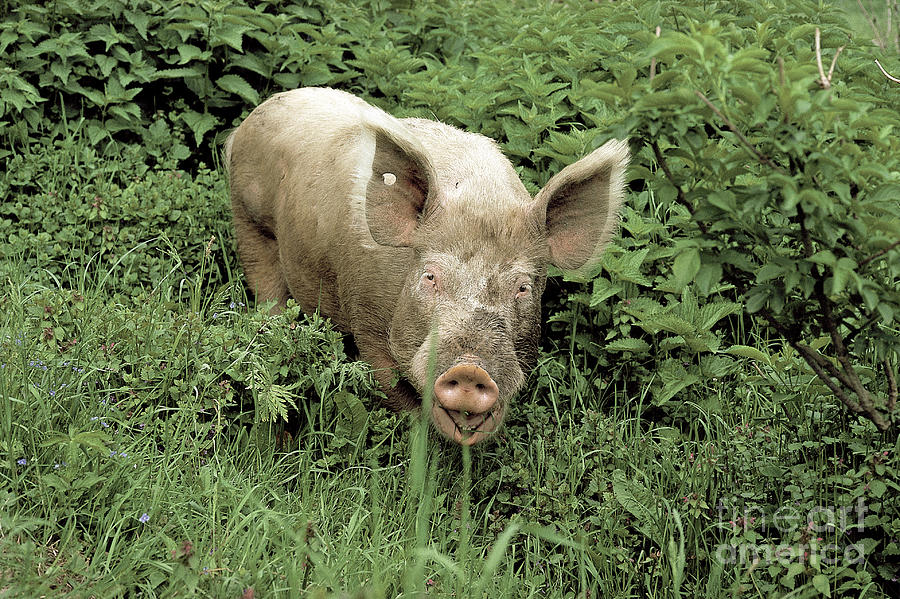 Pig Photograph by Tierbild Okapia