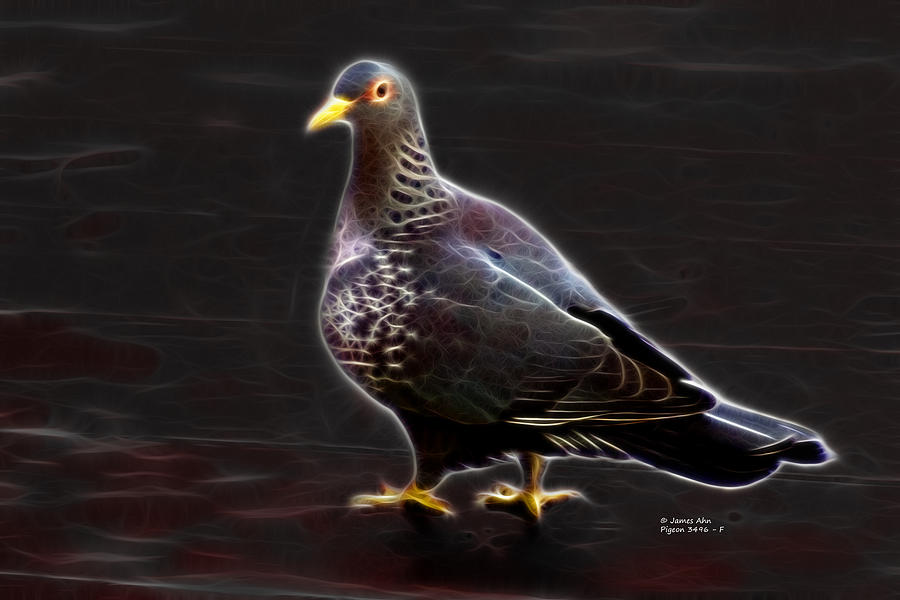 Pigeon 3496 - F Digital Art by James Ahn