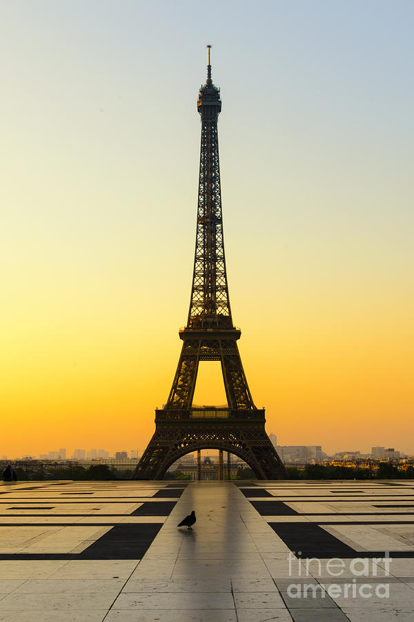 Pigeon and Eiffel Tower Photograph by Oscar Gutierrez