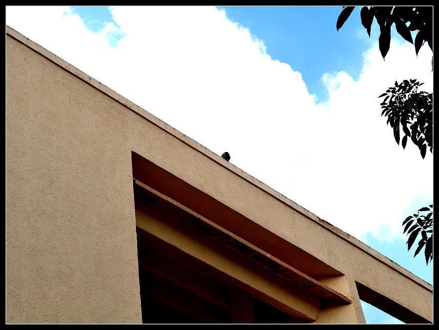 Pigeon And Sky-1 Photograph by Anand Swaroop Manchiraju