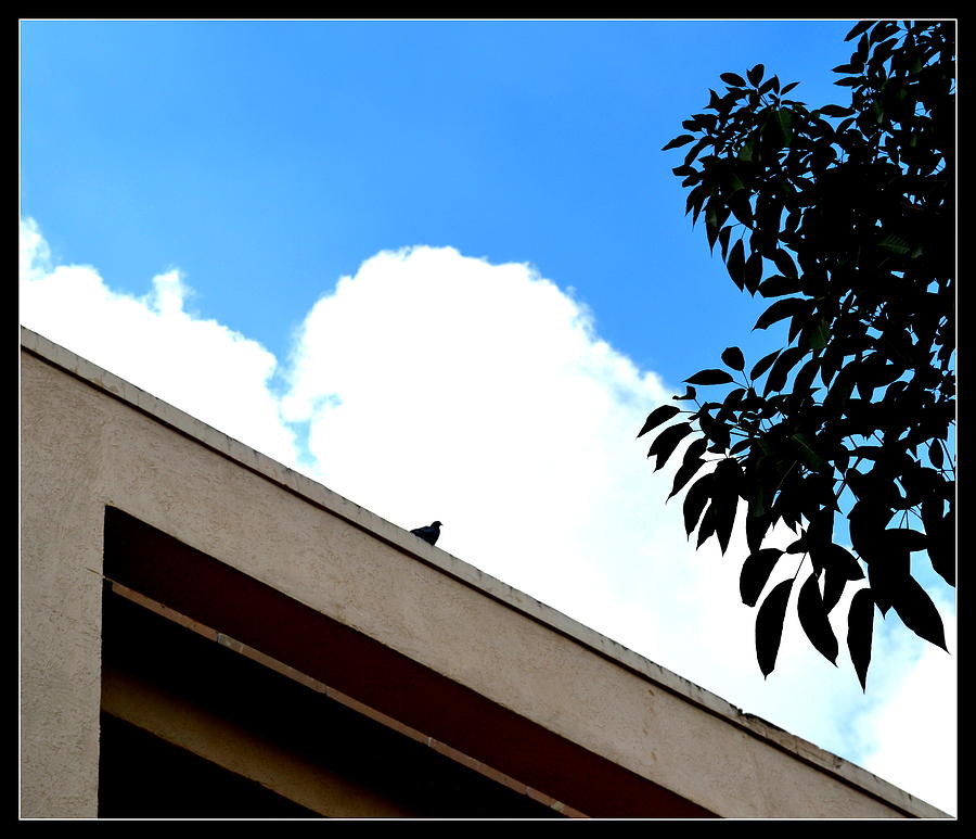 Pigeon And Sky-2 Photograph by Anand Swaroop Manchiraju
