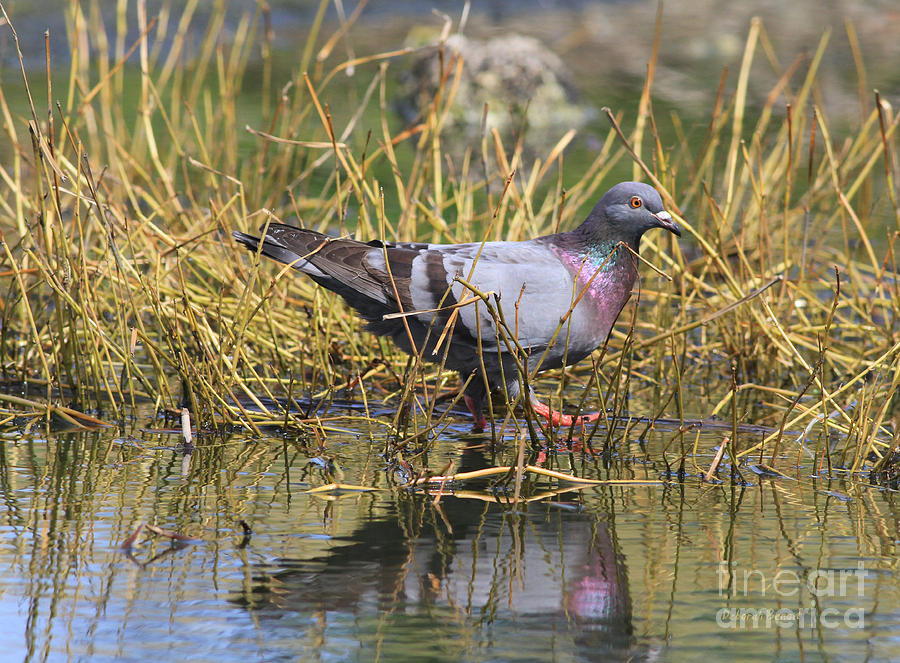 Pigeon At The Pond Photograph by Deborah Benoit