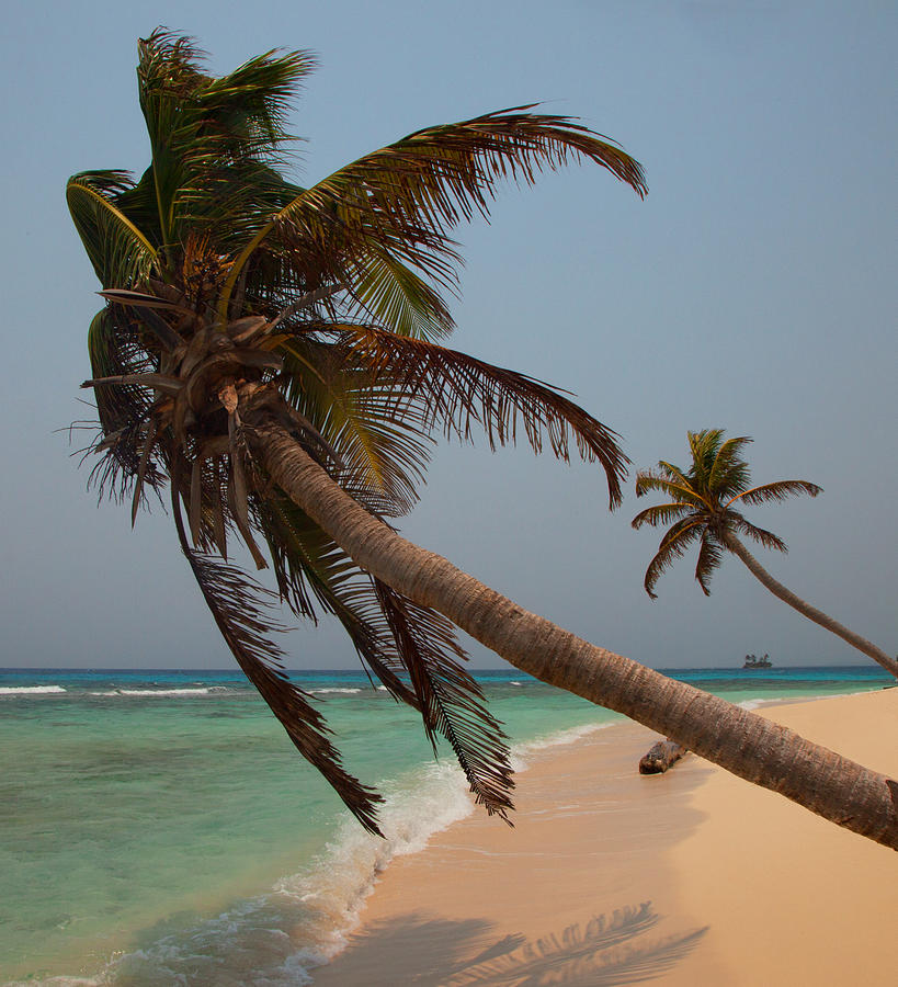 Pigeon Cays Palm Trees by Susan Rovira Pigeon Cays Palm Trees by Susan Rovira