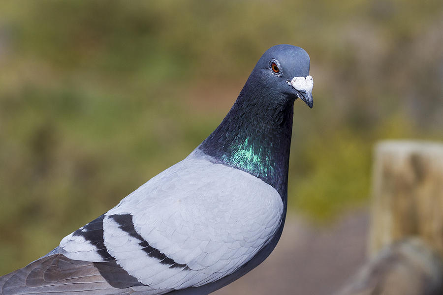 Pigeon Photograph - Pigeon by Chris Smith