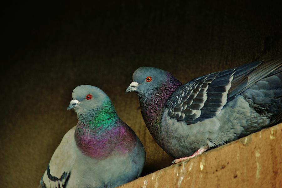 Pigeon Couple Photograph by Joy Bradley | Fine Art America