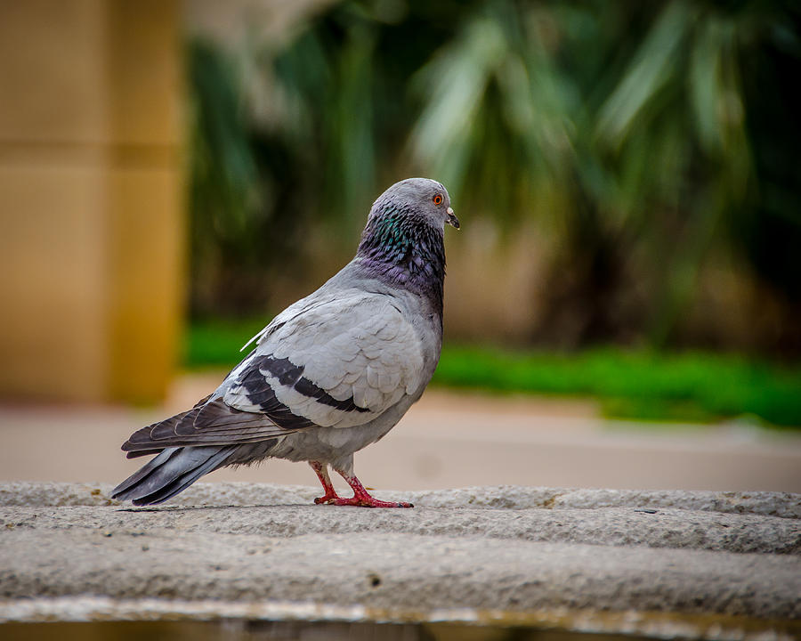 Pigeon Photograph by David Downs