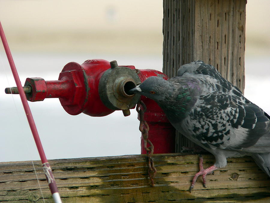 Animal Photograph - Pigeon Drinking by Jeff Lowe
