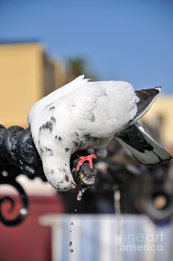 Pigeon drinking water at the city of Rhodes Photograph by George Atsametakis