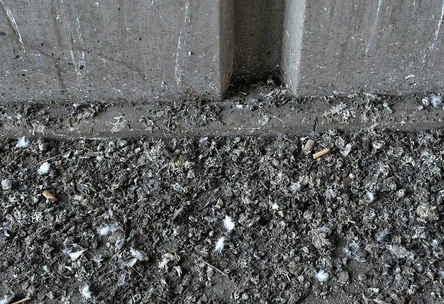 Pigeon Droppings Under Railway Bridge Photograph by Robert Brook/science Photo Library