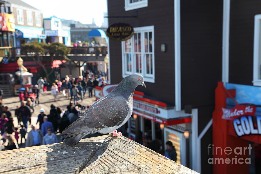 San Francisco Photograph - Pigeon Enjoying Pier 39 In San Francisco California 5D26131 by Wingsdomain Art and Photography