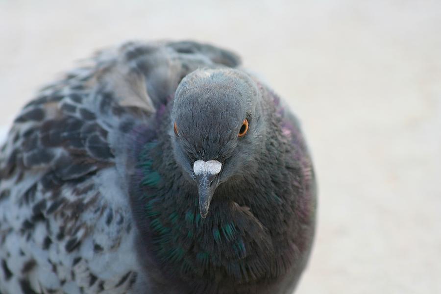 Pigeon Face Photograph by Allan Morrison