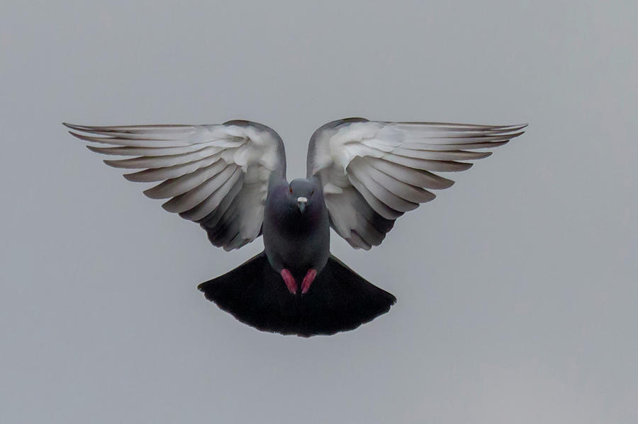 Pigeon  Flying Photograph by Dethan Punalur