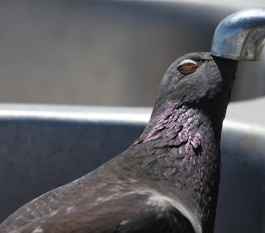Pigeon in ecstasy  Photograph by Nathan Rupert