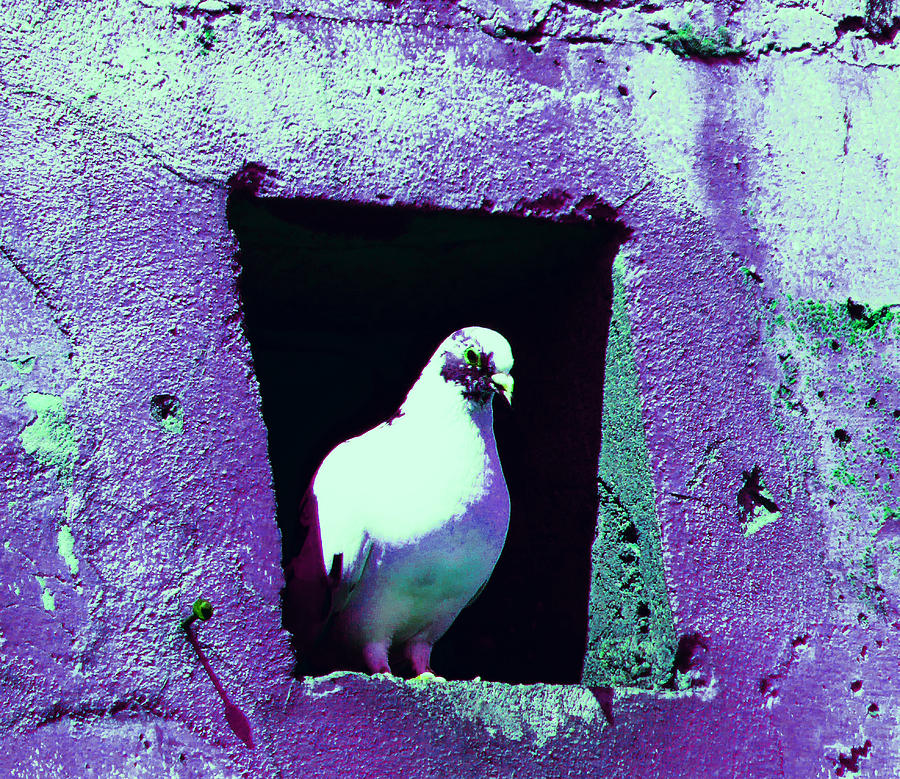 Pigeon in Warehouse 2 Photograph by Laurie Tsemak