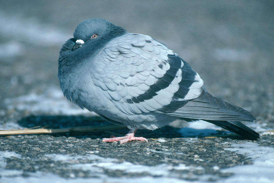 Pigeon In Winter Photograph by Paul J. Fusco