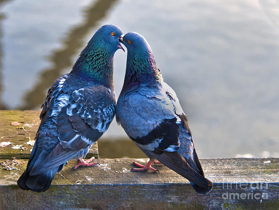 Pigeon Kissing Photograph by Peter Dang
