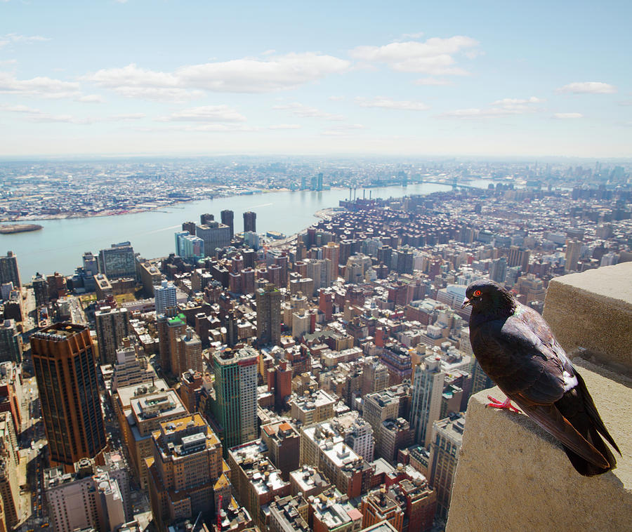 Pigeon Looking At View Of Manhattan Photograph by Tim Robberts