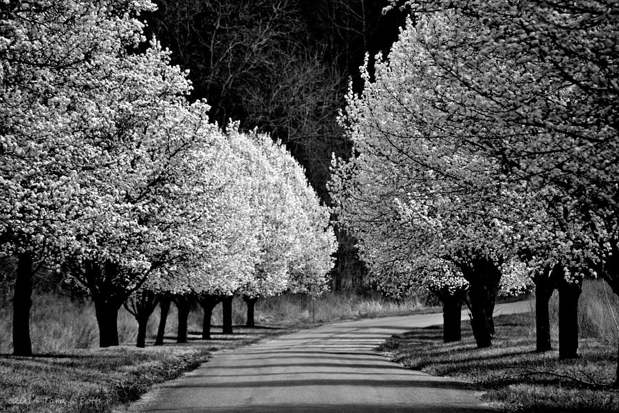 Pigeon Mountain Dogwoods in Black and White Photograph by Tara Potts