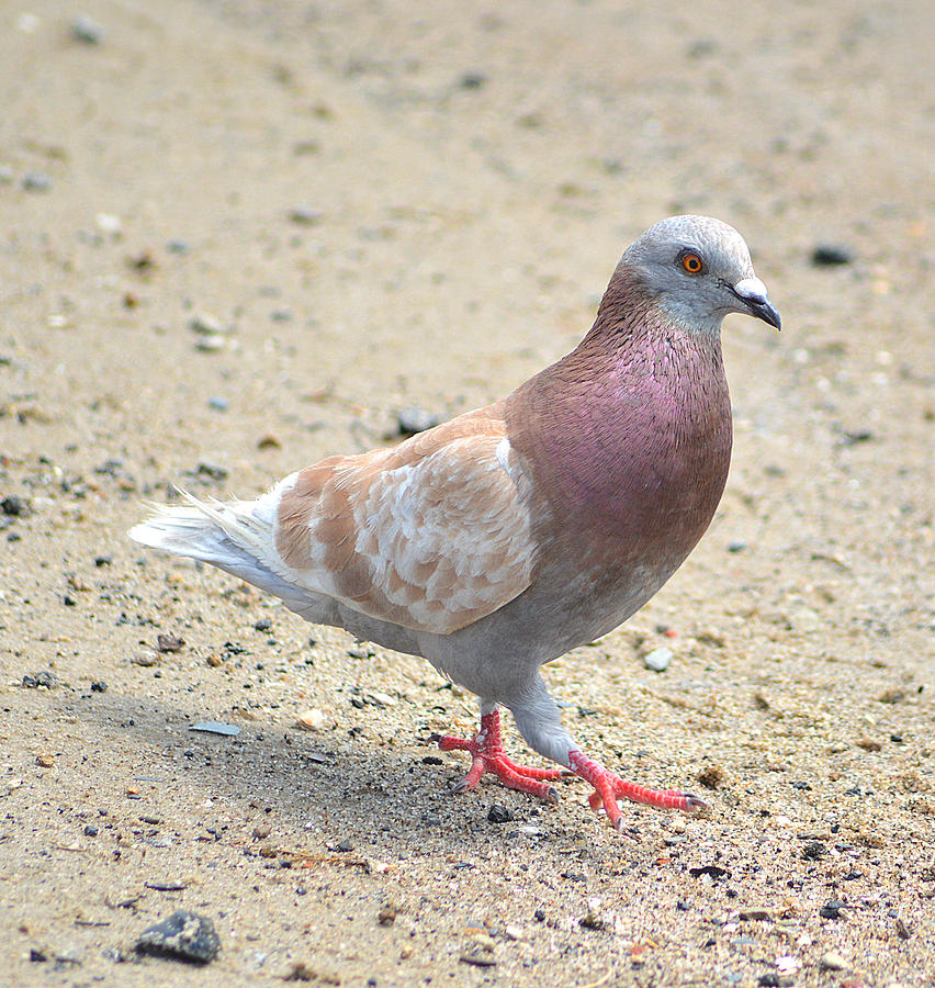 Pigeon Photograph by Natalie Brennan - Fine Art America