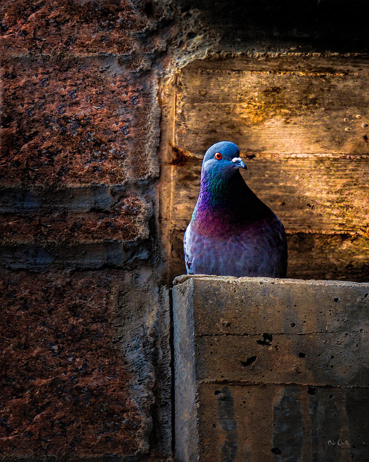 Pigeon Photograph - Pigeon of the City by Bob Orsillo