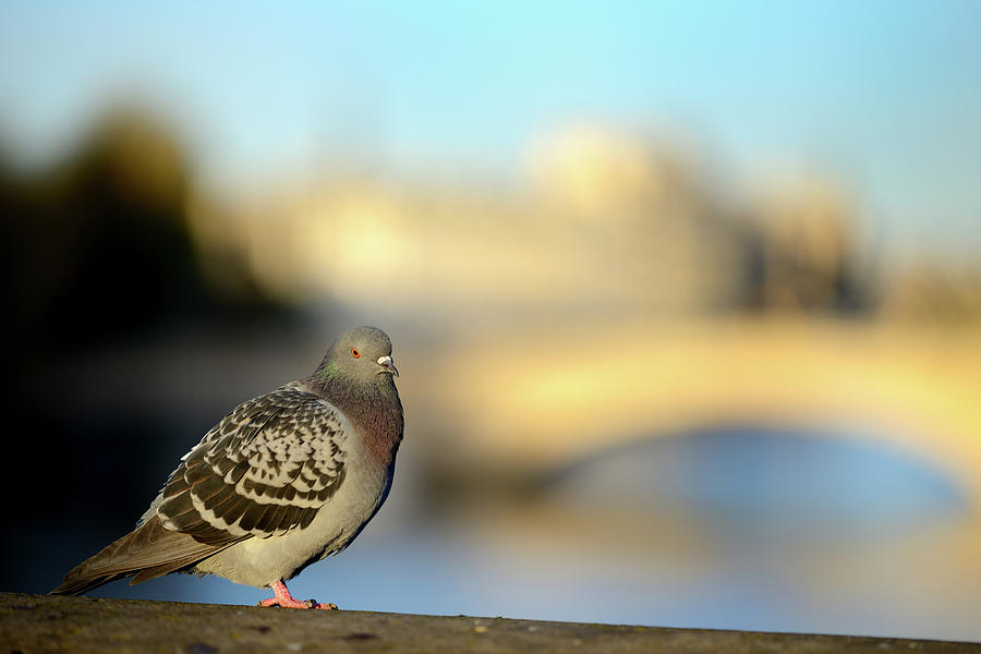 Pigeon On A Bridge In Paris Photograph by Martial Colomb