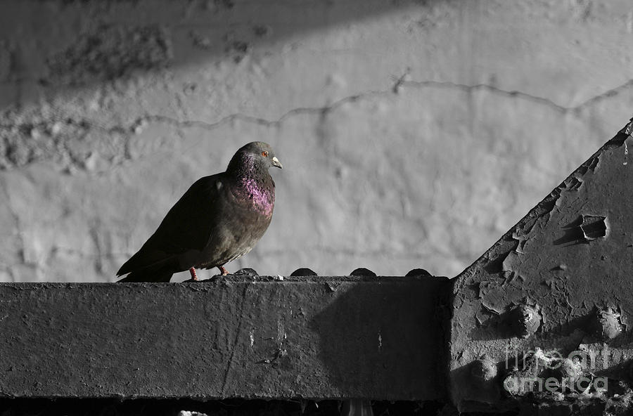 Pigeon Photograph - Pigeon on Beam by John Turner