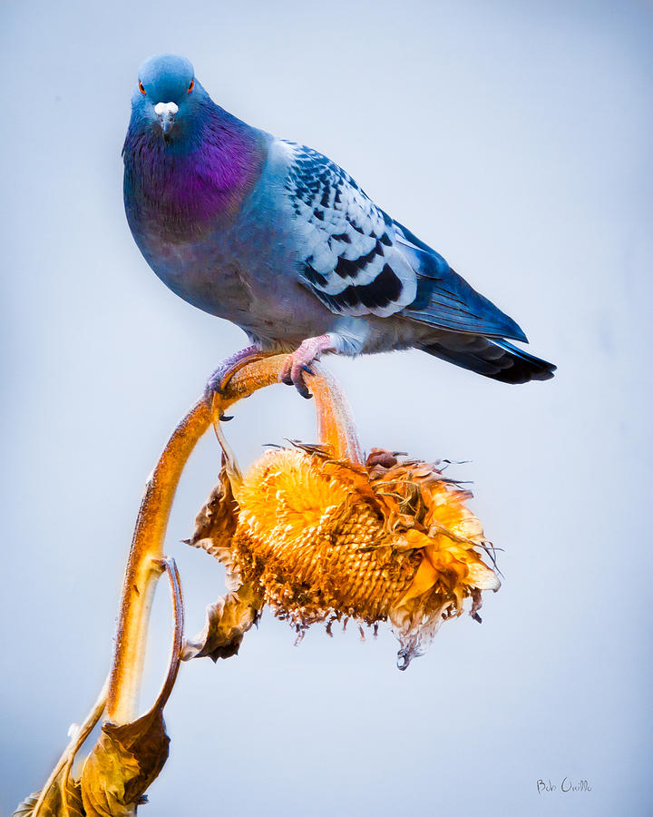 Pigeon On Sunflower Photograph by Bob Orsillo