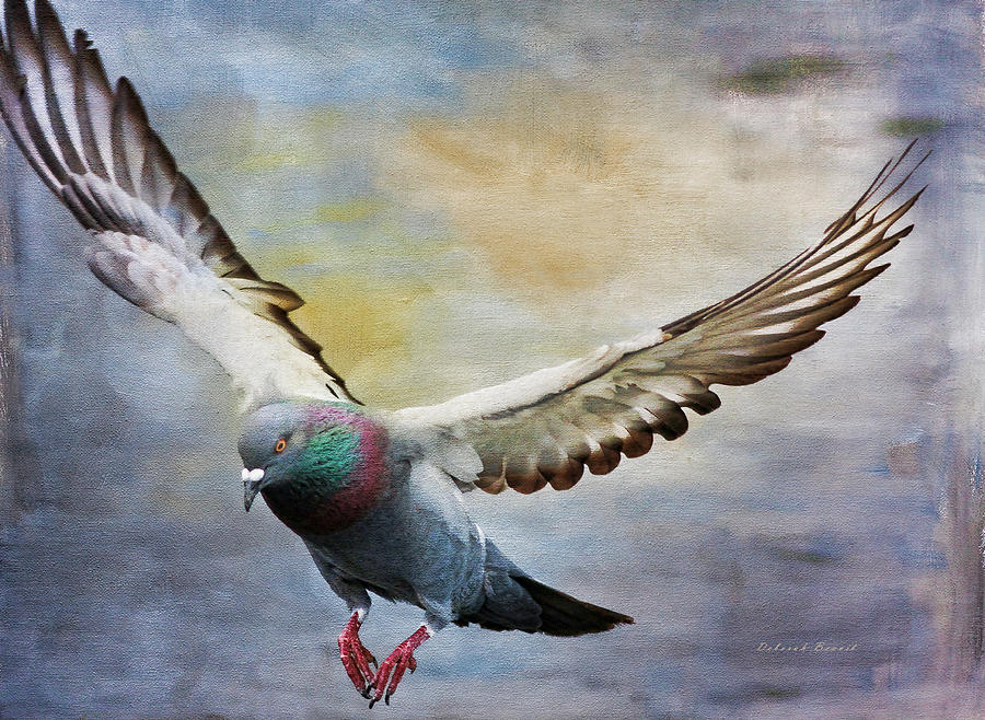 Pigeon On Wing Photograph by Deborah Benoit