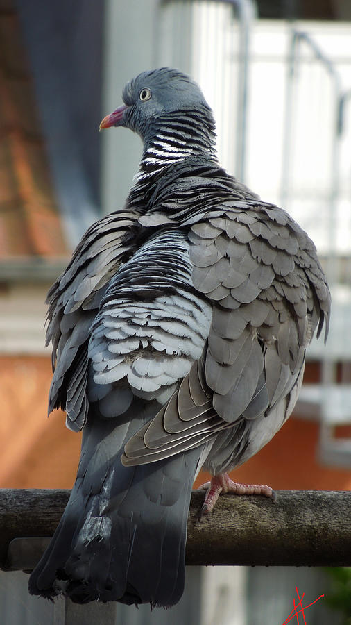 Pigeon Photograph - Pigeon Outside my Window by Colette V Hera Guggenheim