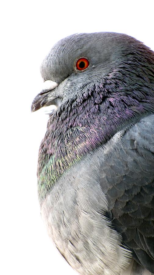 Pigeon Portrait Photograph by Jennifer Wheatley Wolf