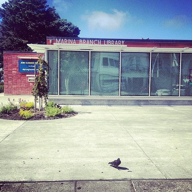 Pigeon Pose In Front Of Marina Branch Photograph by Lynn Friedman