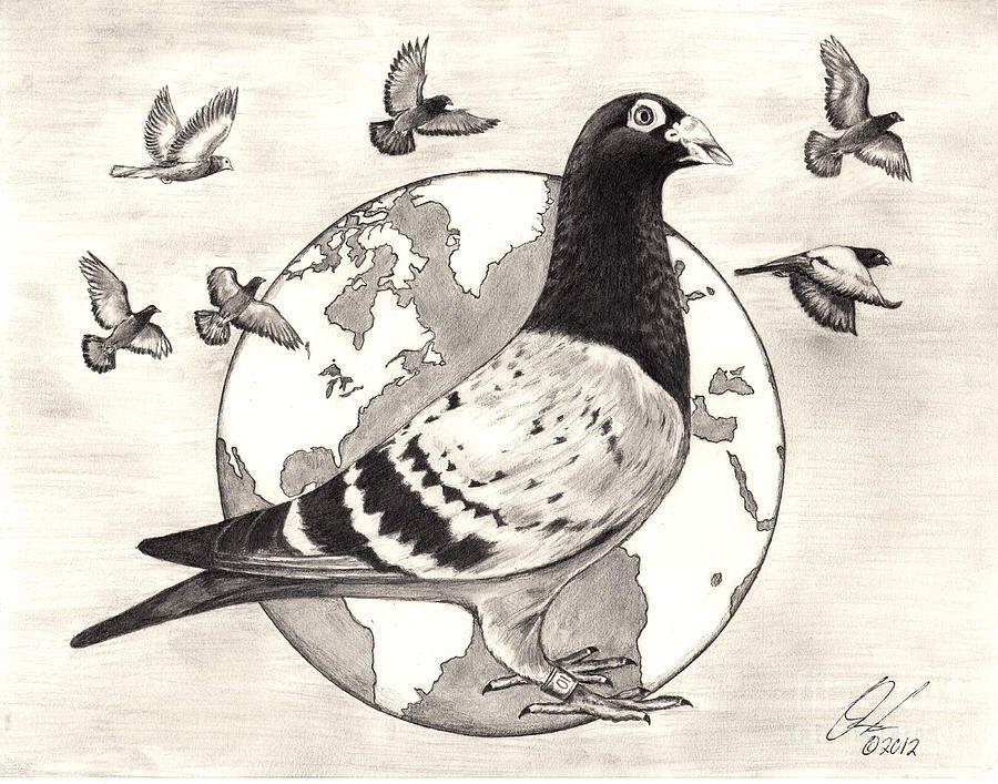 Pigeon Race Drawing by Omoro Rahim