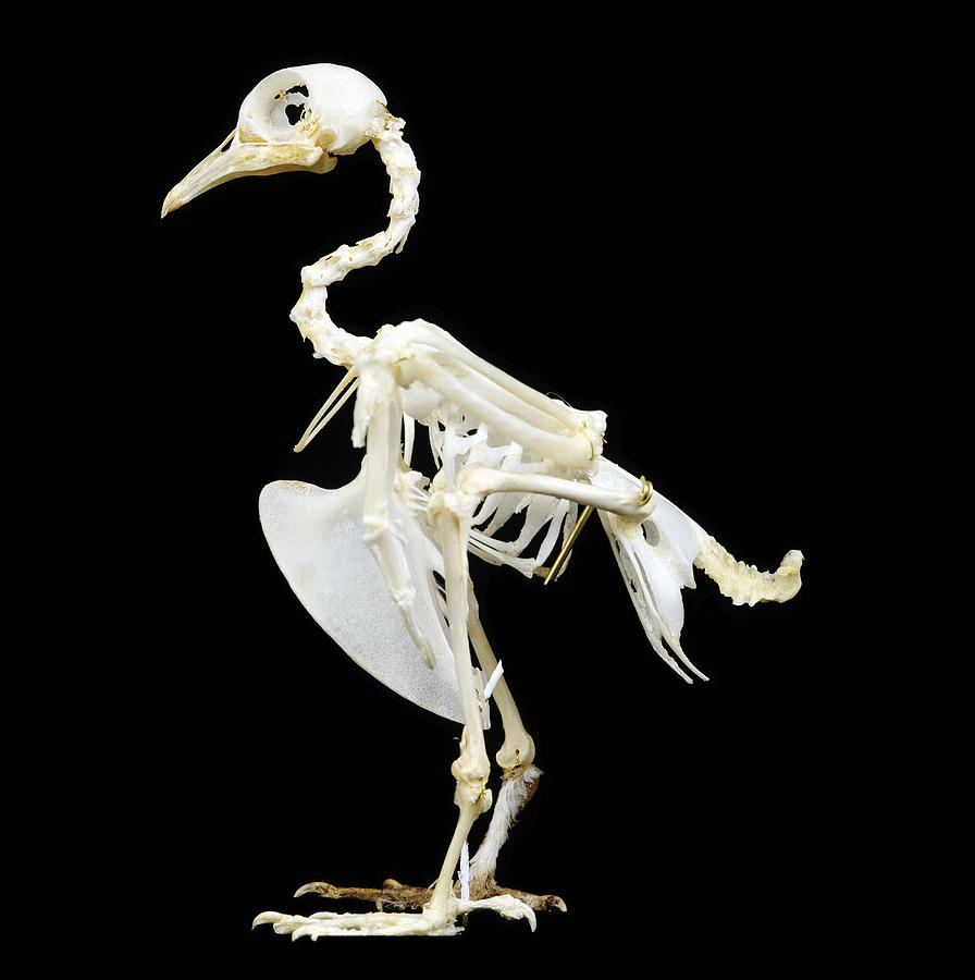 Pigeon Skeleton Photograph by Jean-Michel Labat
