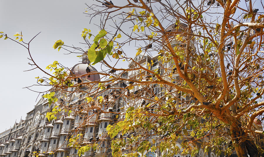 Architecture Photograph - Pigeon tree at the Taj by Kantilal Patel