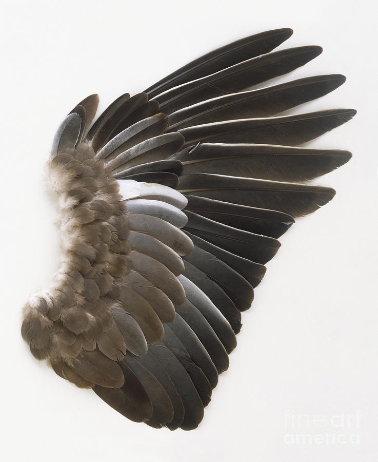 Pigeon Wing Photograph by Dorling Kindersley - Fine Art America