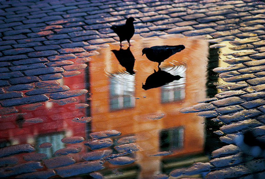 Pigeons Photograph by Allan Wallberg