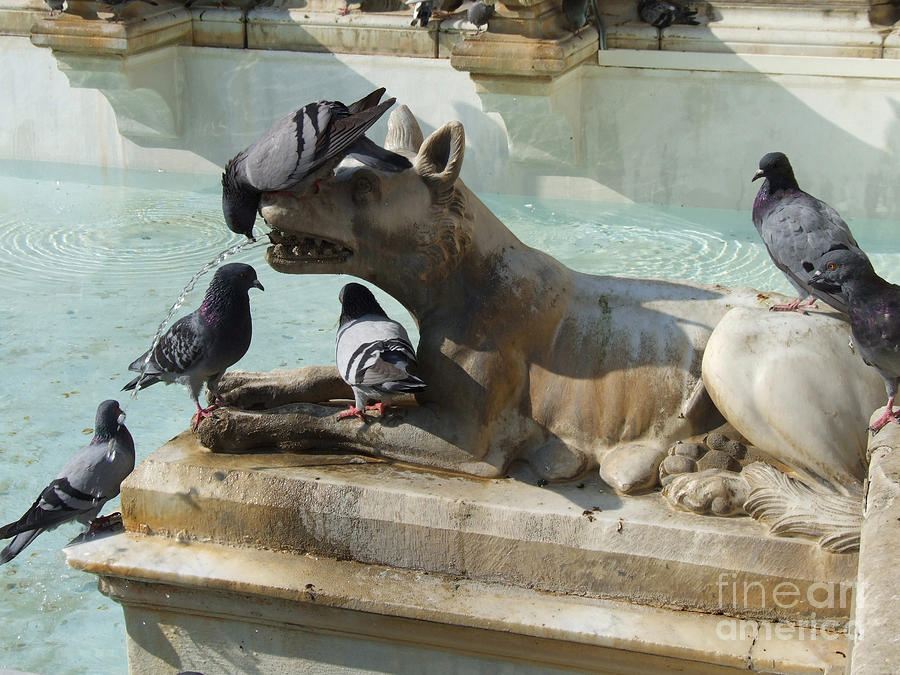 Pigeons and Fountain - Siena Photograph by Phil Banks