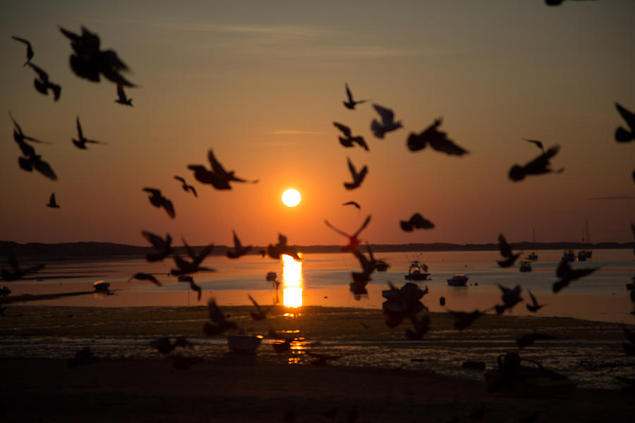 Pigeons at sunrise Photograph by Allan Morrison
