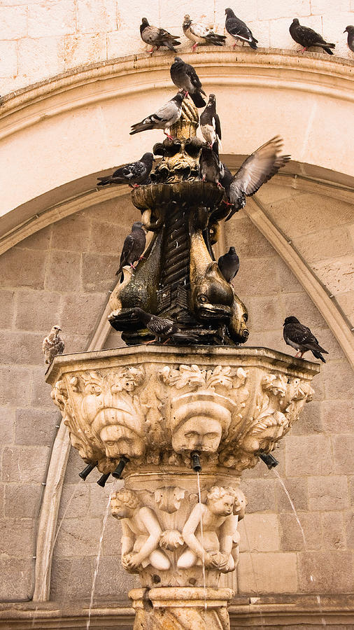 Pigeons Drinking from the Little Onofrio Fountain on a summer morning in Dubrovnik Photograph by Weston Westmoreland