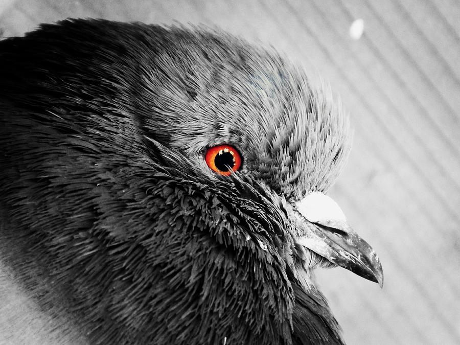 Pigeons Eyes Photograph by Zinvolle Art
