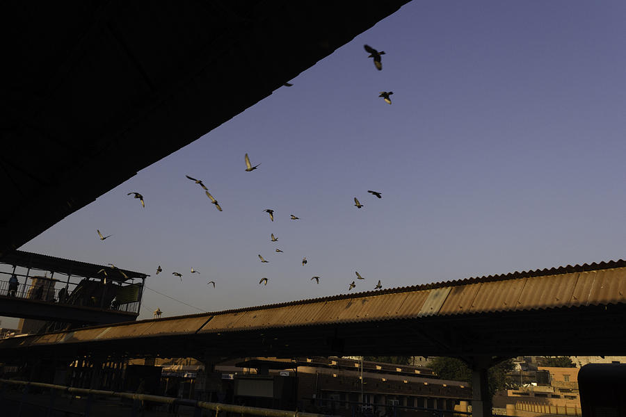 Pigeon Photograph - Pigeons flying over the Jodhpur train station by Ashish Agarwal