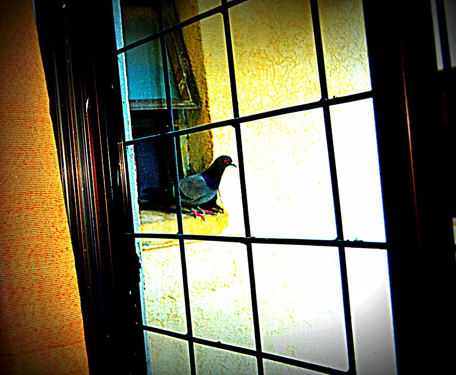 Pigeons Form My Window-11 Photograph by Anand Swaroop Manchiraju