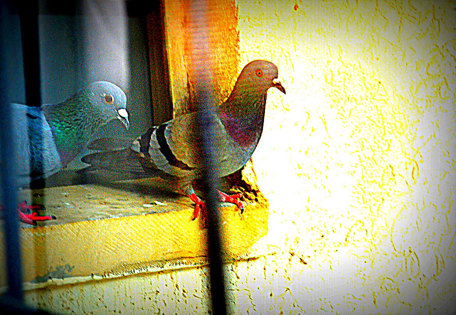 Pigeons Form My Window-12 Photograph by Anand Swaroop Manchiraju