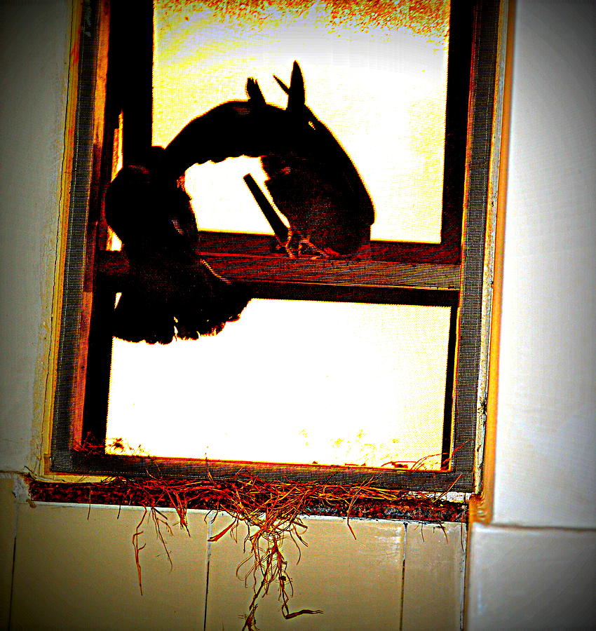 Pigeons Form My Window-5 Photograph by Anand Swaroop Manchiraju