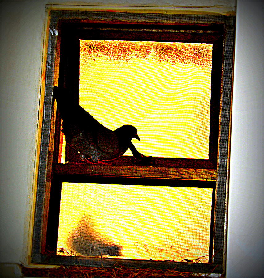 Pigeons Form My Window-6 Photograph by Anand Swaroop Manchiraju