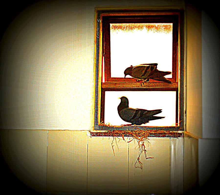 Pigeons Form My Window-8 Photograph by Anand Swaroop Manchiraju