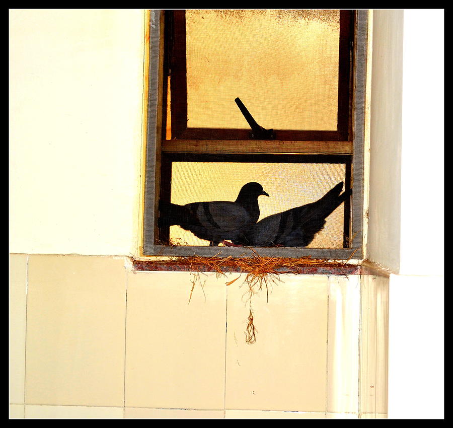 Pigeons From My Window-1 Photograph by Anand Swaroop Manchiraju