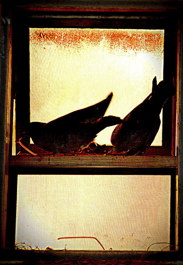 Pigeons From My Window-4 Photograph by Anand Swaroop Manchiraju