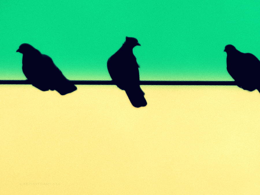 Bird Photograph - Pigeons Green and Yellow Sky by Kathy Barney